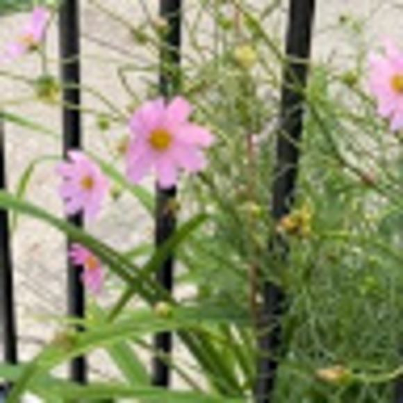 Meet your Posher, July - Picture 1 of 1